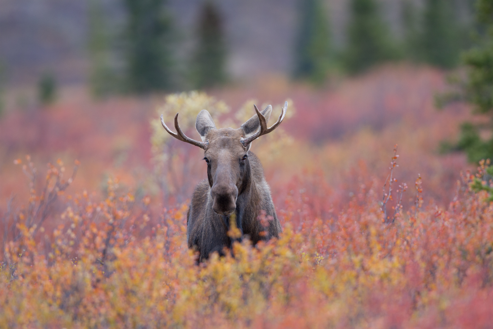 2014 Alaska