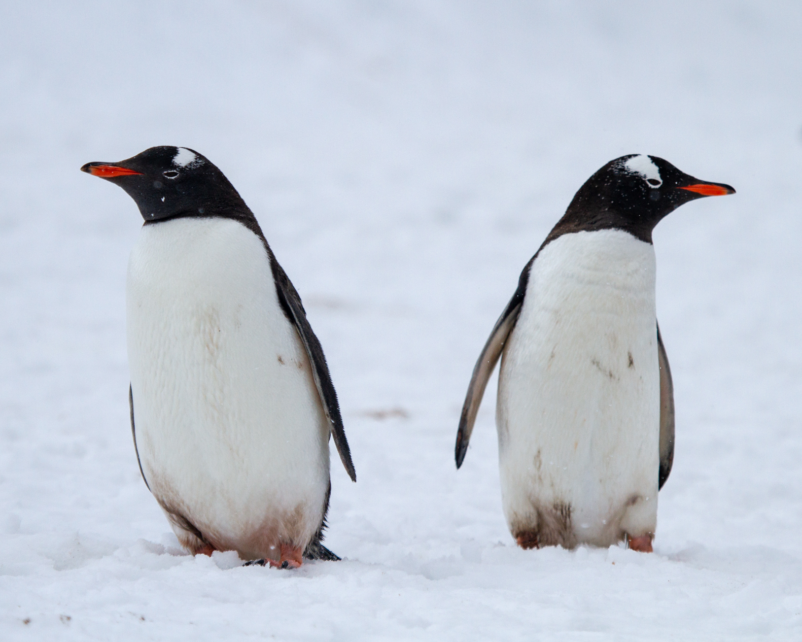 2018 Antarctica