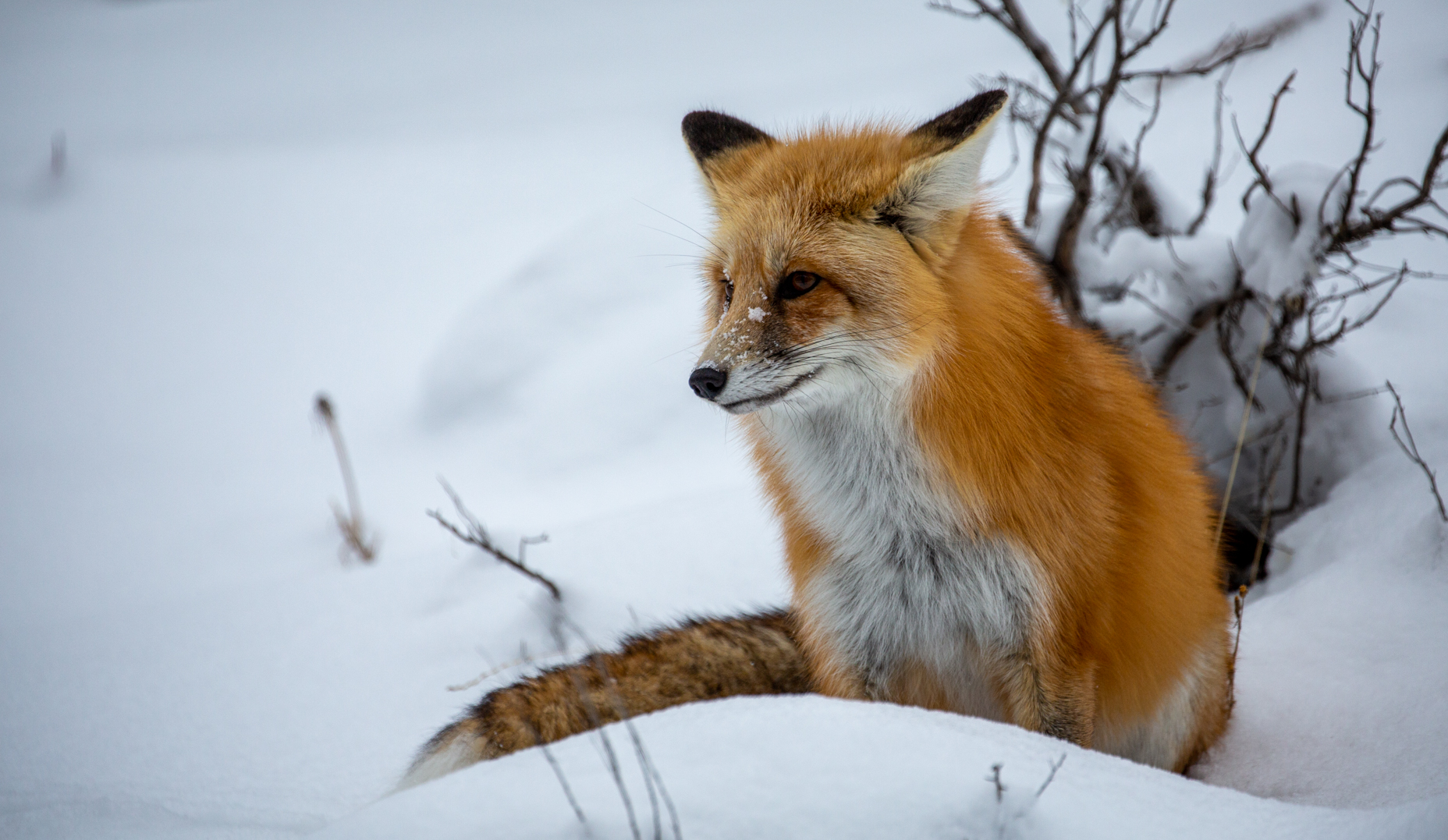 2019 – Yellowstone