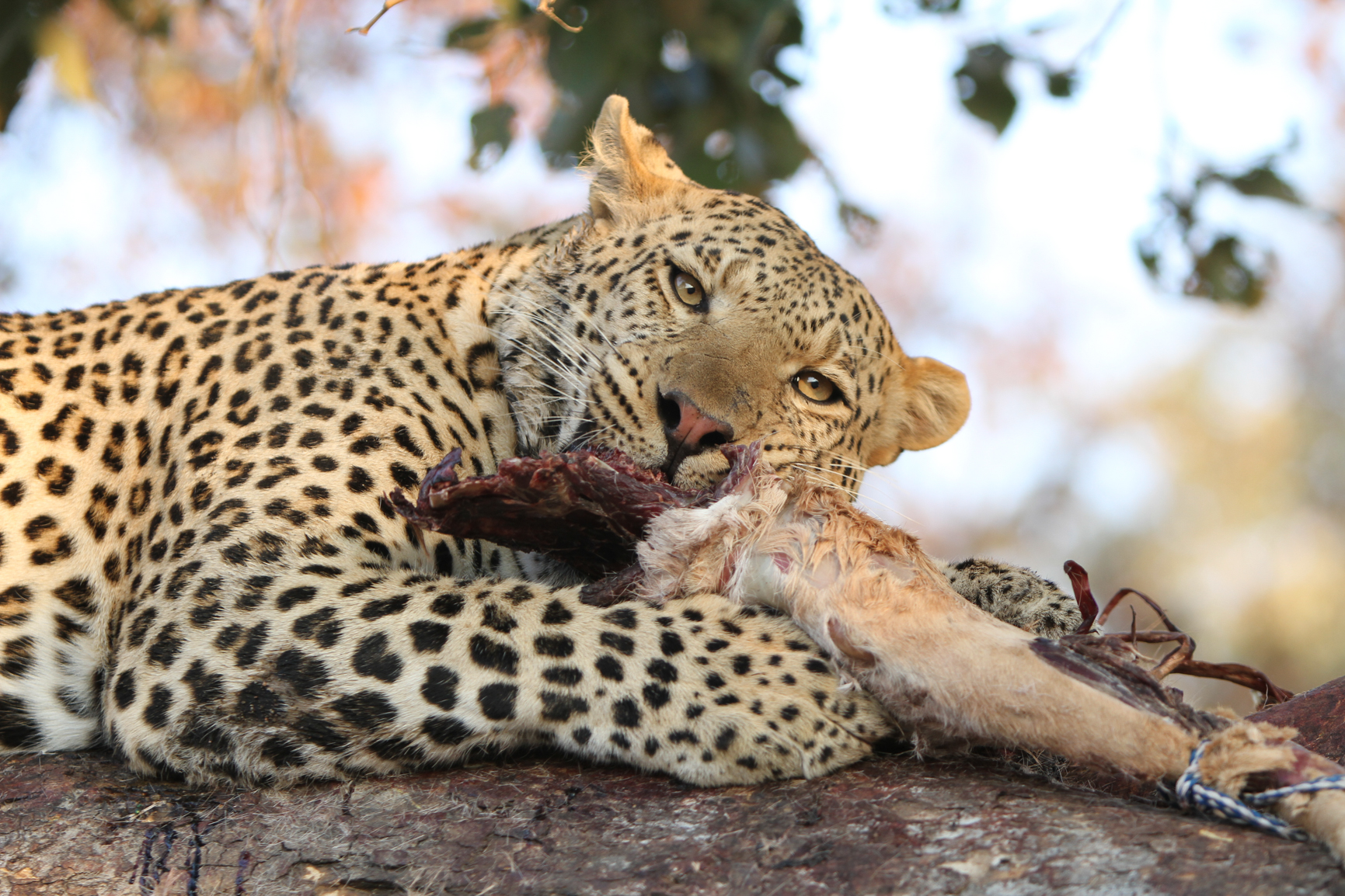 2010 Africa